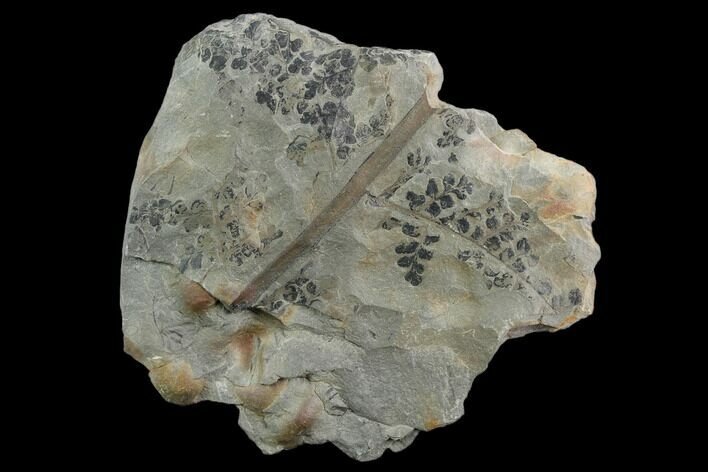 Pennsylvanian Fossil Fern (Sphenopteris) Plate - Kentucky #126220